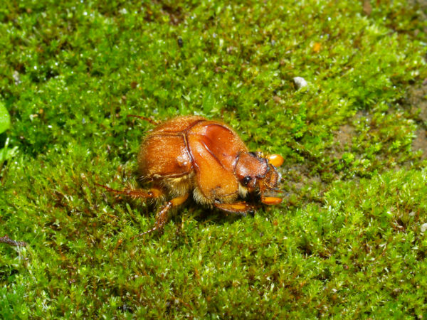  Neoathyreus quadridentatus