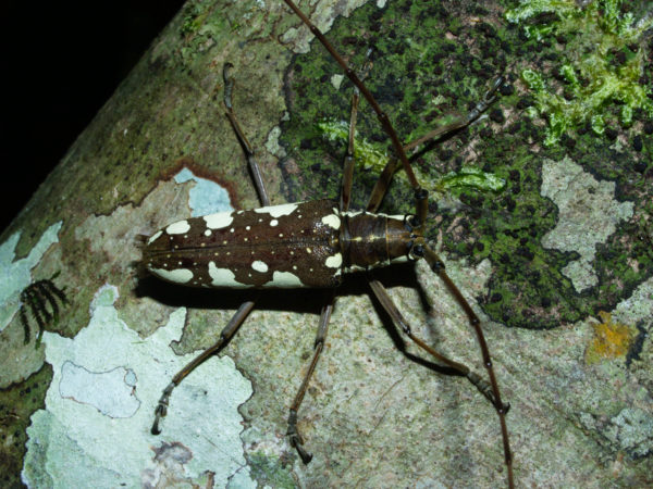  Neoptychodes cretatus