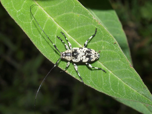  Nyssodrysternum univittis