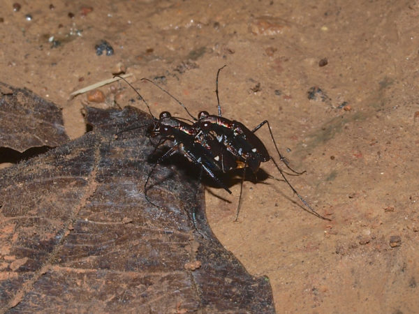  Odontocheila sp