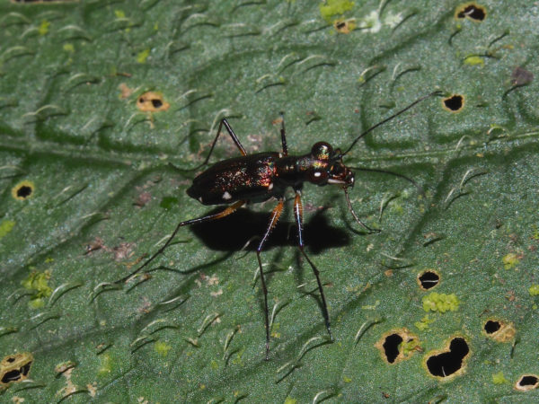  Odontocheila sp01