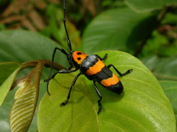  Oedudes bifasciata