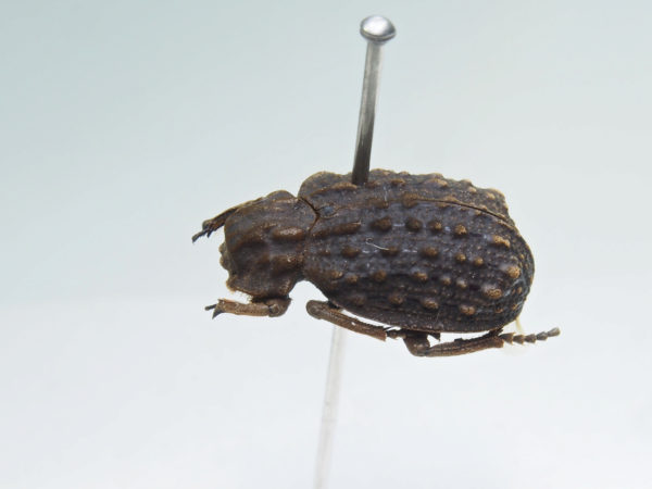  Omorgus fuliginosus