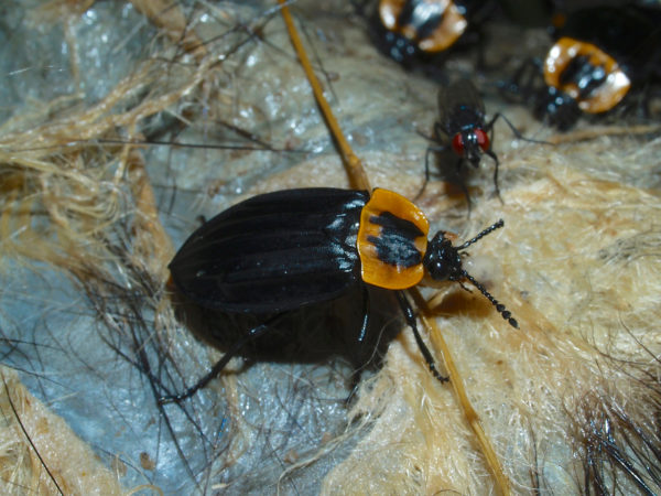  Oxelytrum discicolle