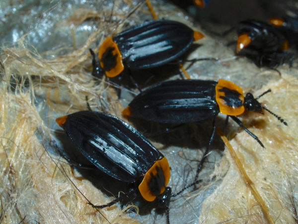  Oxelytrum discicolle02