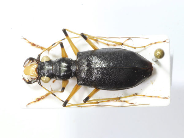  Cicindela sp02