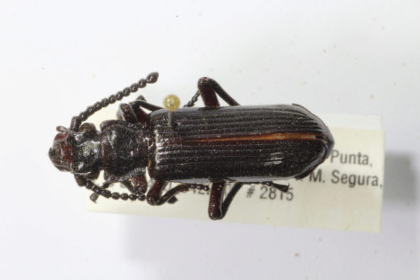  Ozaena sp