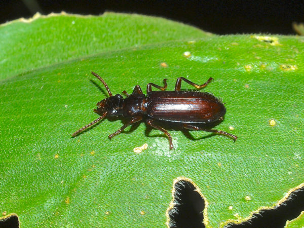  Pachyteles sp