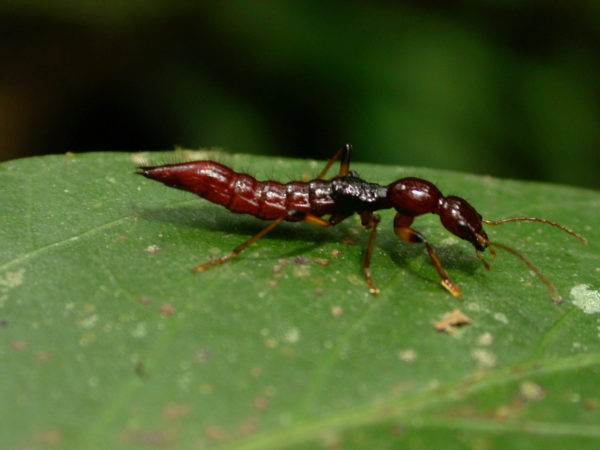  Paederus sp