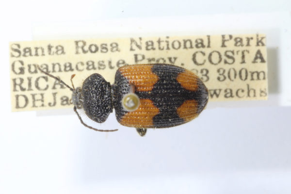  Panagaeus panamensis