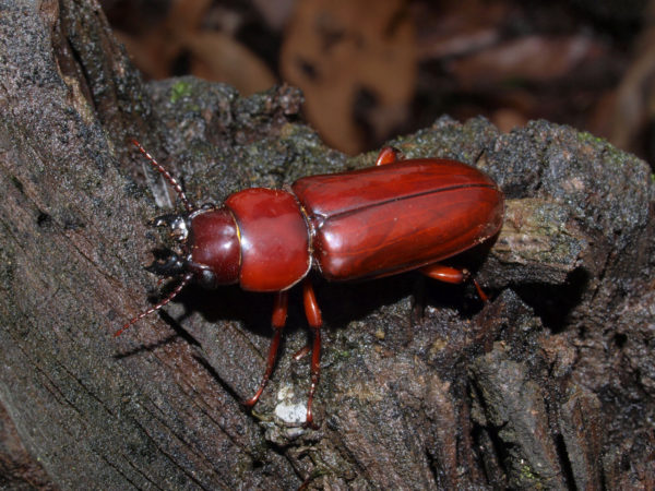  Parandra glabra01