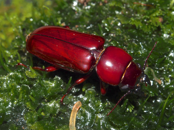  Parandra glabra02