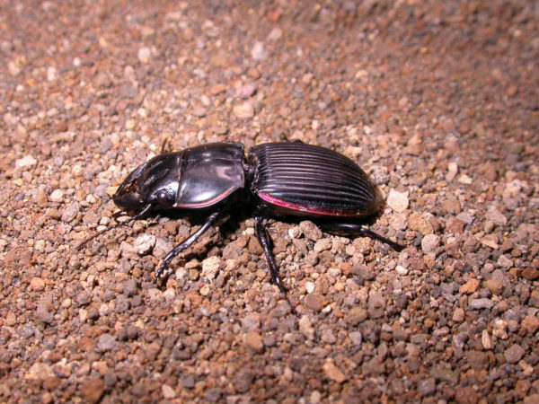  Pasimachus intermedius