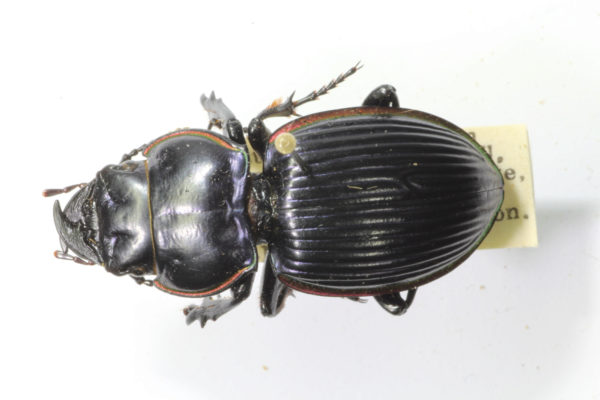  Pasimachus purpuratus