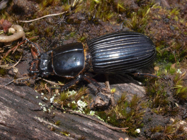  Passalidae01