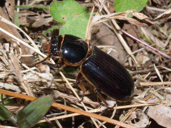  Passalidae02