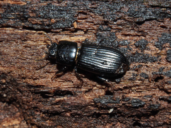  Passalus sp01