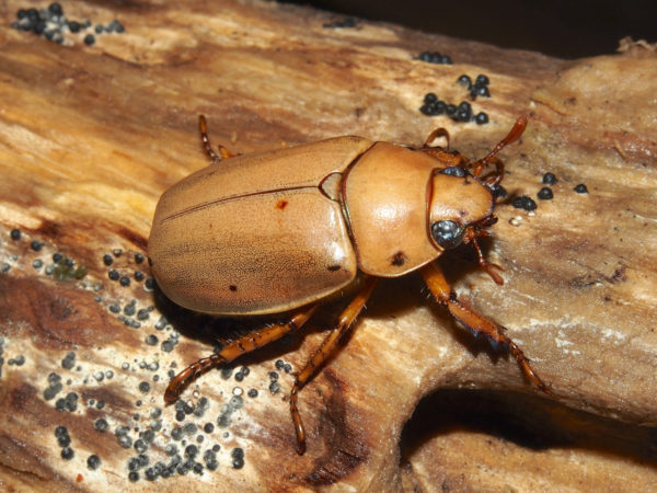  Pelidnota notata