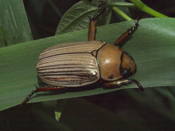  Pelidnota strigosa