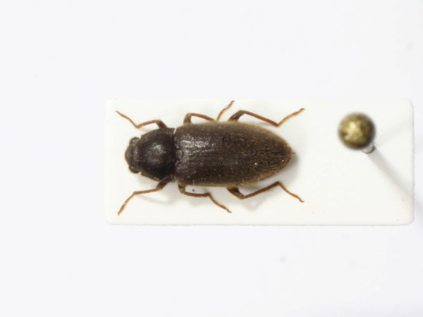  Pelonomus sp