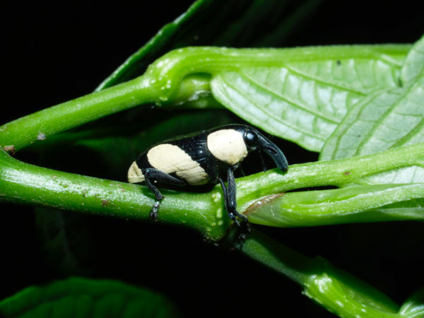  Peridinetus cretaceus