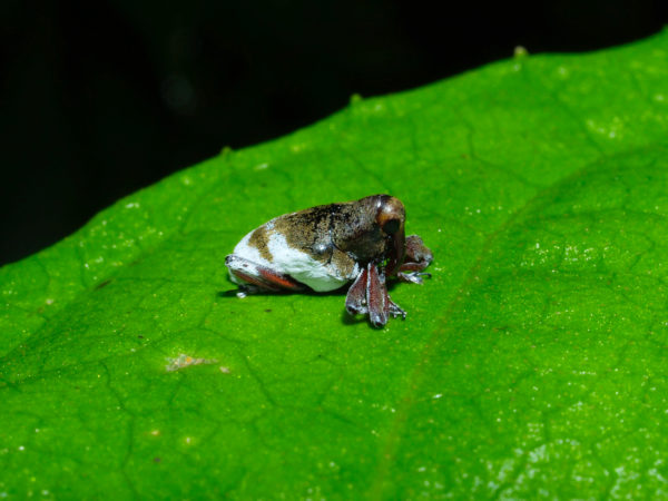  Peridinetus melastomae