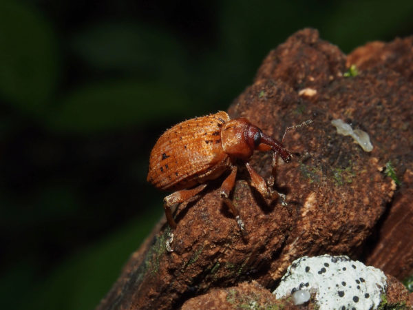  Phelypera  distigma