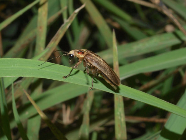  Photuris sp01