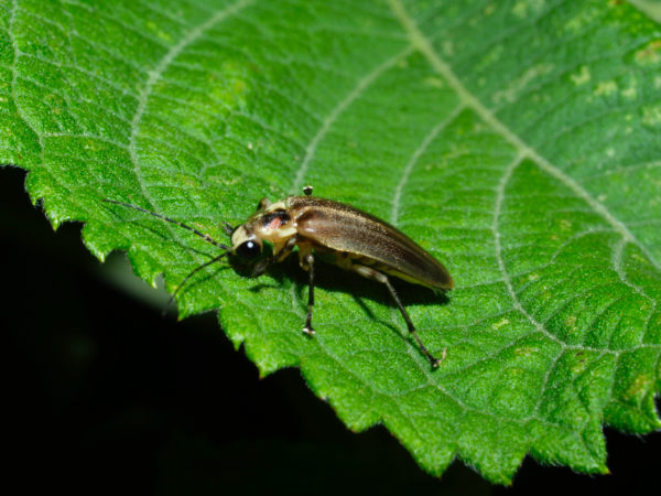  Photuris sp03