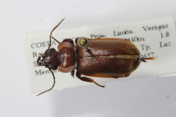  Physea sp