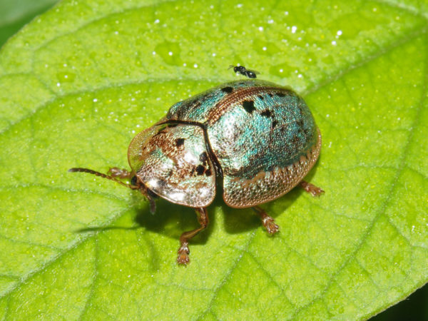  Coptocycla sp02