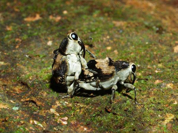  Piazurus caprimulgus