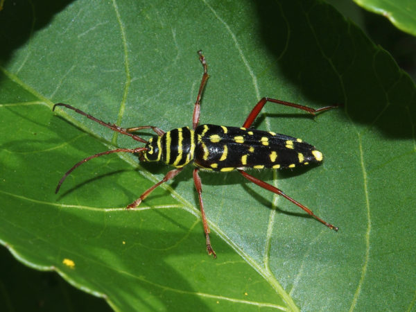  Placosternus guttatus