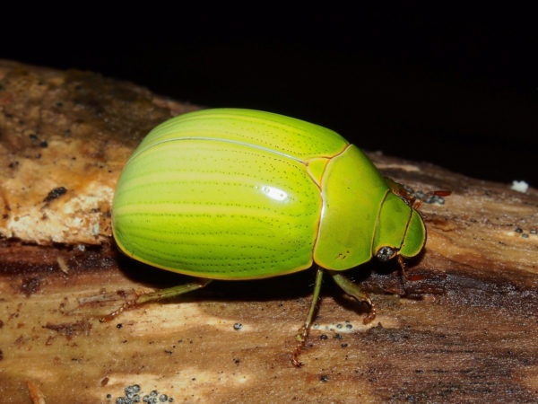  Platycoelia mesosternalis
