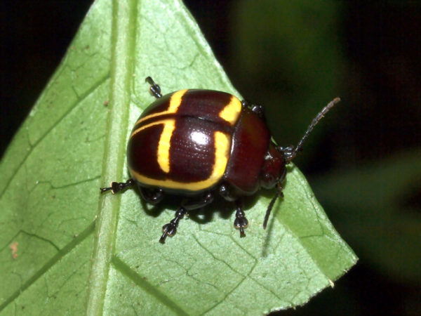  Platyphora bicolor