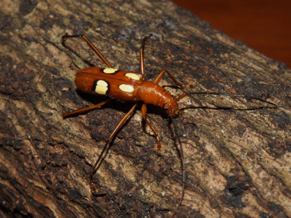  Pronuba incognita