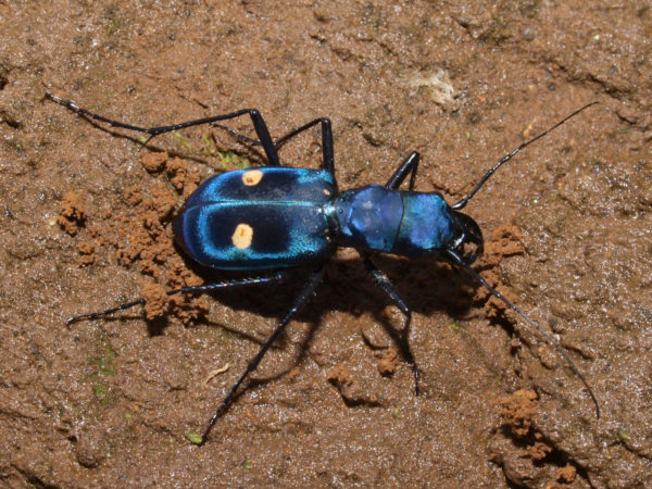  Pseudoxycheila tarsalis