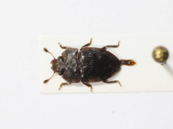 Colopterus posticus