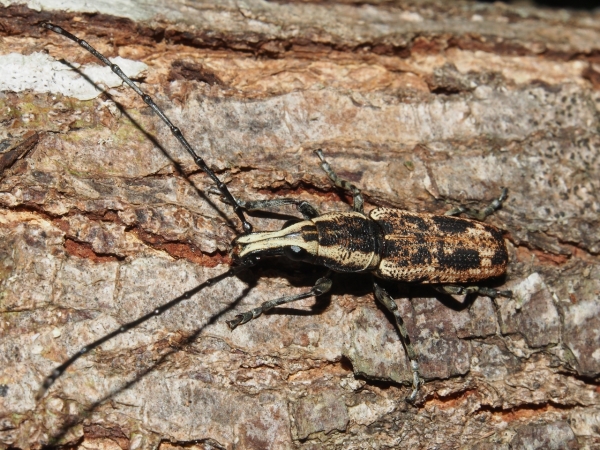  Ptychoderes bivittatus