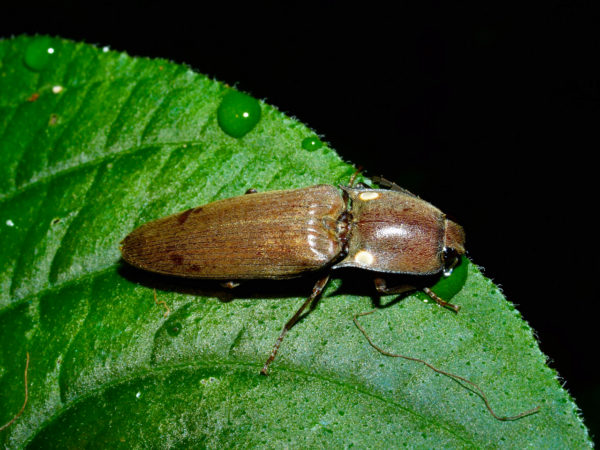  Elateridae01