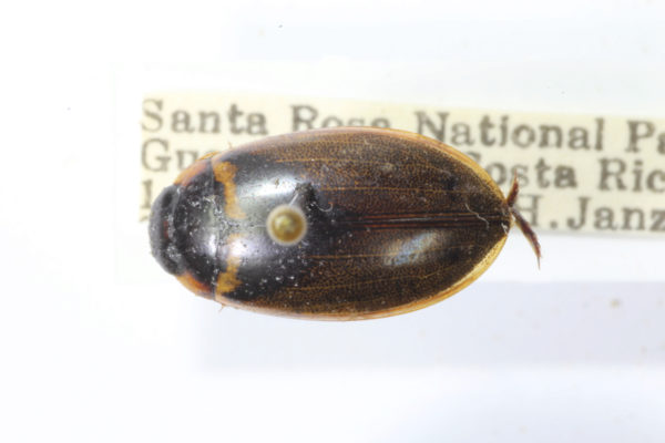  Rhantus calidus