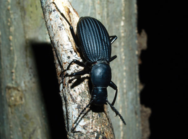  Rhinandrus elongatus