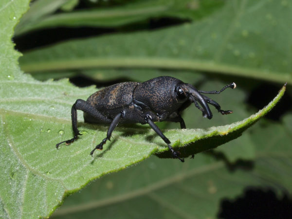  Rhodobaenus interruptus