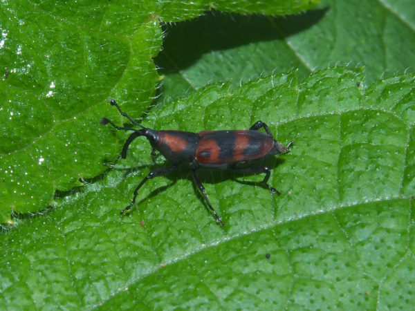 Rhodobaenus sp
