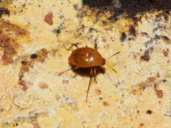  Scaphidiinae