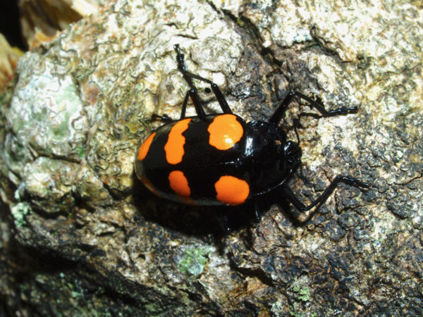  Scaphidomorphus bosci