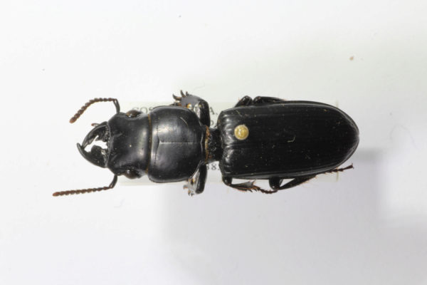  Scarites sp
