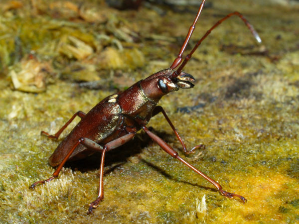  Scatopyrodes belti