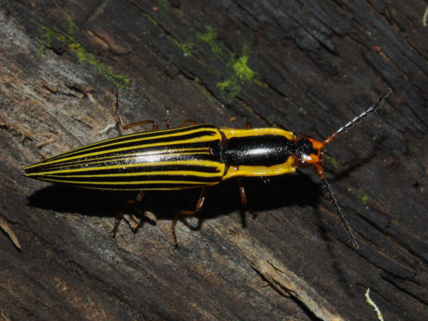  Semiotus exsolutus01