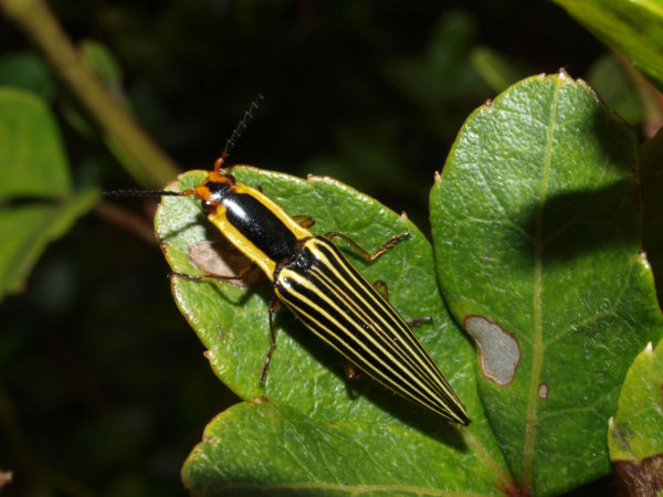  Semiotus exsolutus03